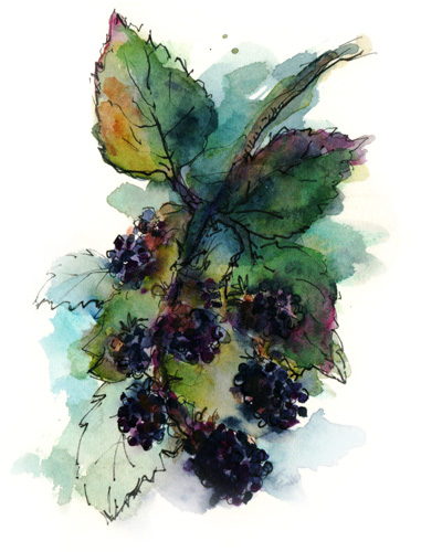 blackberries–Healdsburg